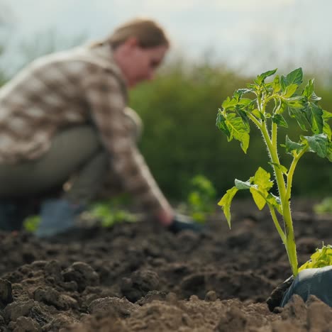 Zwei-Bauern-Pflanzen-Tomatensetzlinge-Auf-Einem-Feld