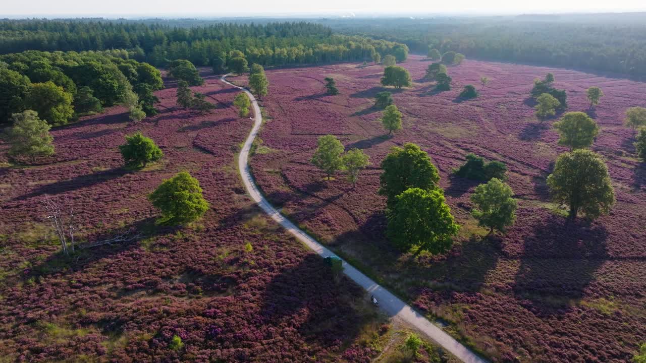 Aerial view of a path through blooming heather landscape with trees and forest