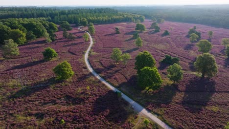 aerial view of a path through blooming heather landscape with trees and forest
