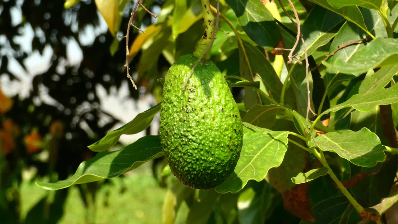 una mano agarrando y sintiendo una fruta de aguacate colgando de su árbol
