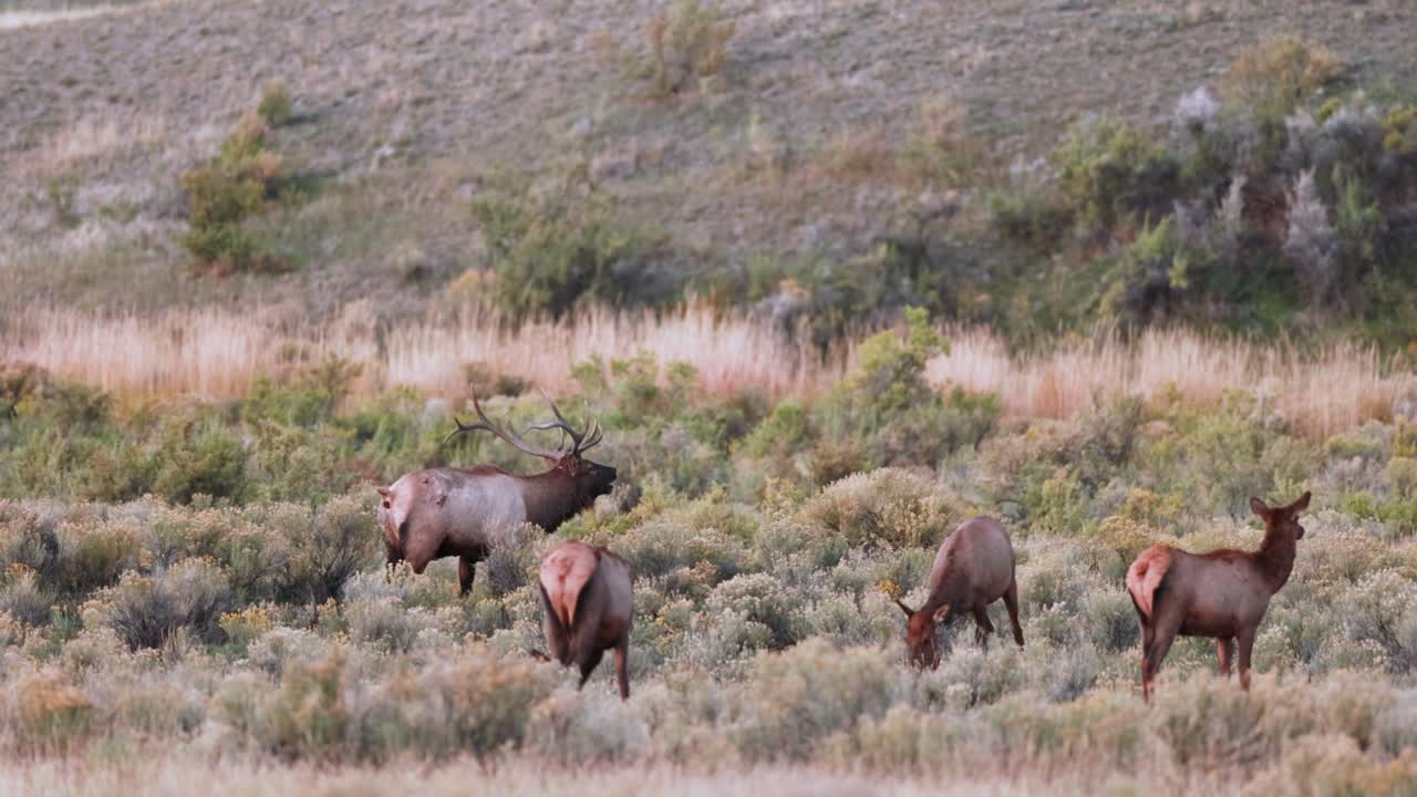 alce toro en el otoño en montana