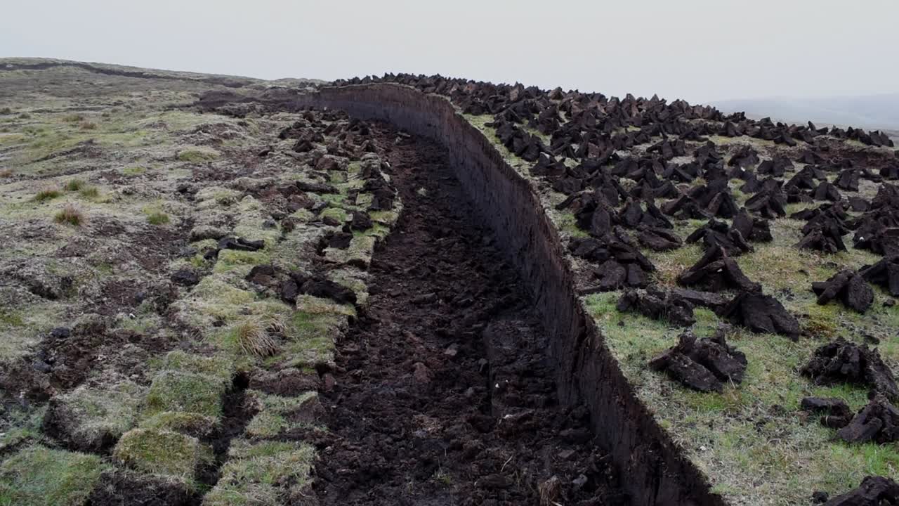 Peat blocks drying after being cut on Shetland moor