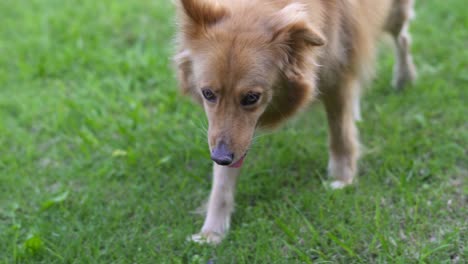 close up of mixed breed dog walking towards the camera, slow motion