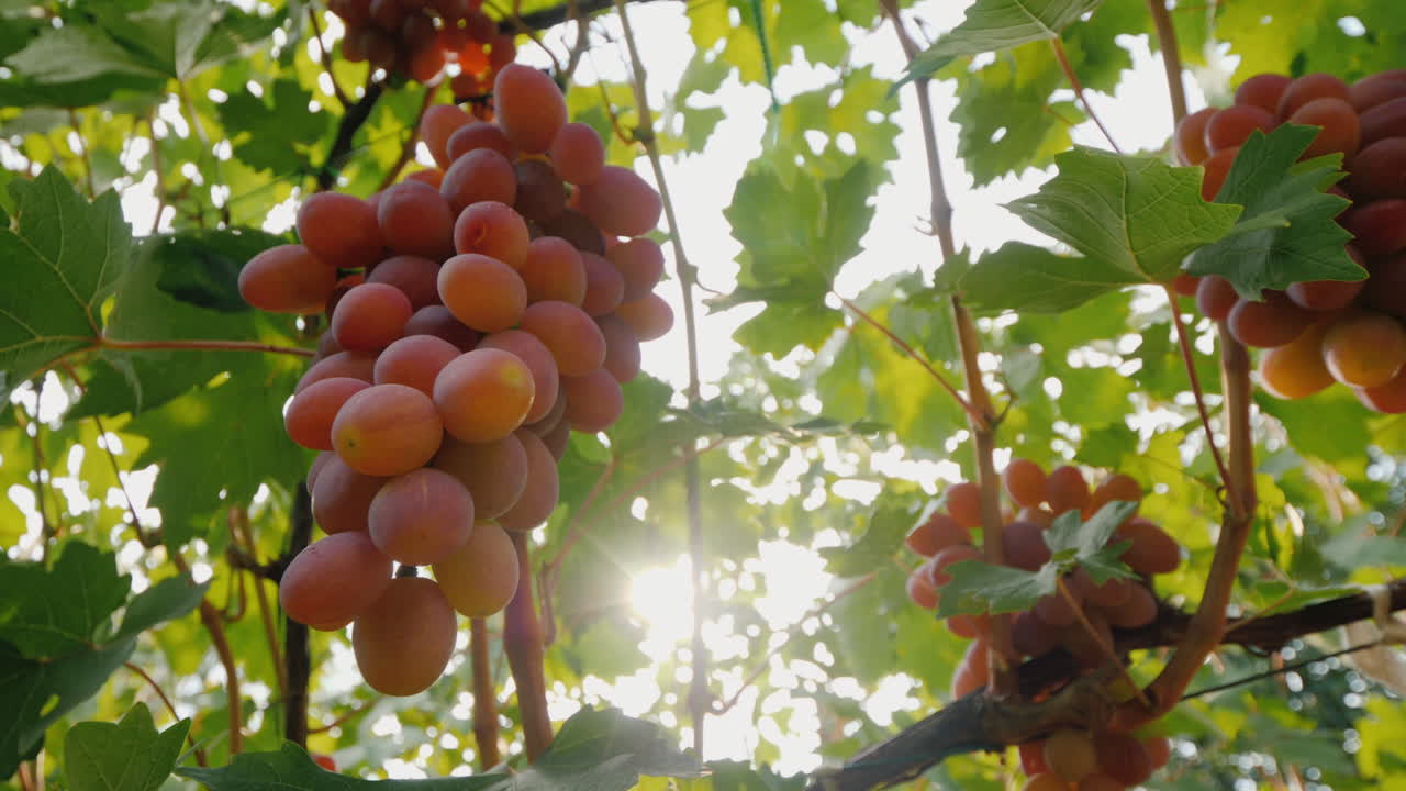 수확하기 전에 익은 포도의 수분이 많은 포도 다발에 태양이 빛난다