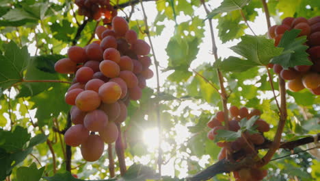 el sol brilla sobre jugosos racimos de uvas uvas maduras antes de la cosecha