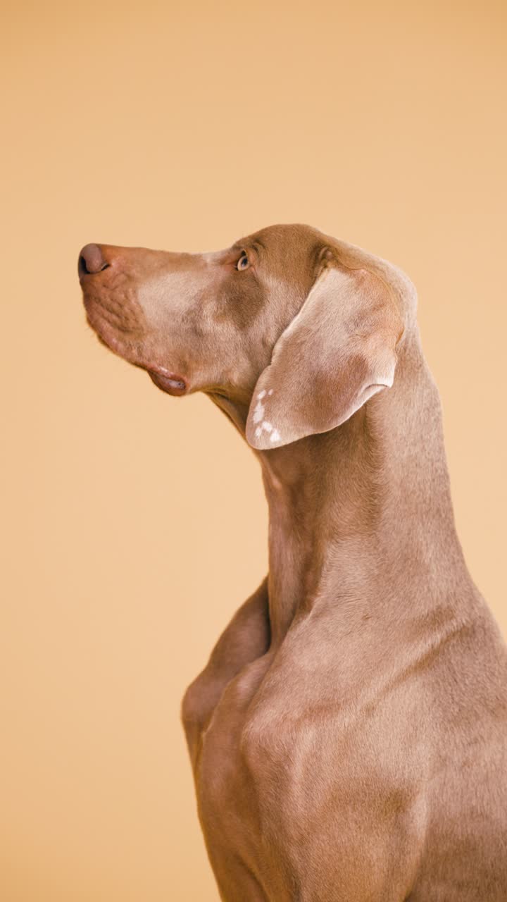 Weimaraner dog portrait
