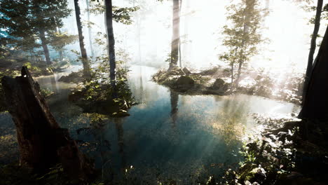 Lago-En-El-Bosque-De-Hoja-Perenne-Majestuoso-Oscuro