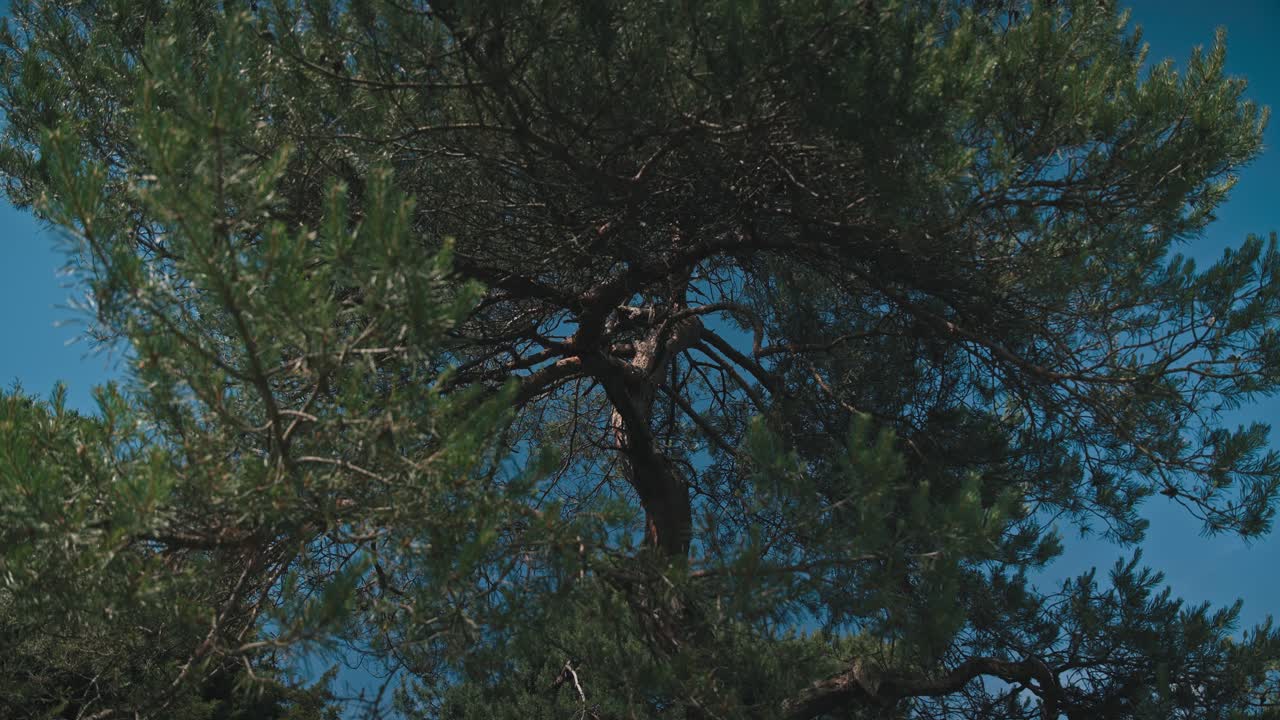 Rami di pino verdi e rigogliosi contro un cielo azzurro limpido in una giornata di sole.