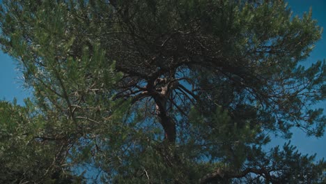 Lush-green-pine-tree-branches-against-a-clear-blue-sky-on-a-sunny-day