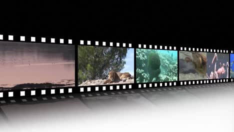 Collage-of-Wildlife-footage