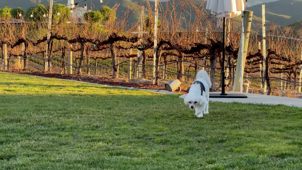 lindo perro maltés de piel blanca corriendo sobre hierba verde lejos del viñedo en la bodega