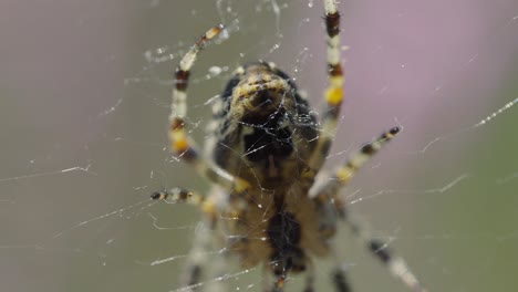 Macro-Close-Up-Underside-Of-Spider-Resting-On-Thin-Web-With-Its-Legs
