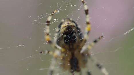 macro close up underside of spider resting on thin web with its legs