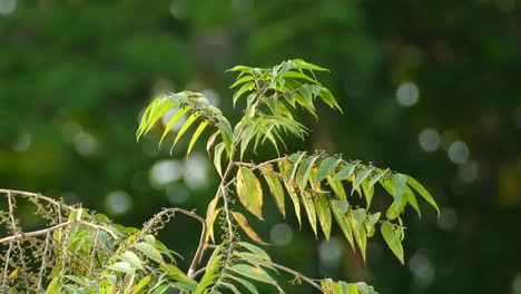 isolated small yellow warbler bird perched on a tree branch with green foliage, vibrant tropical environment, conservation concept