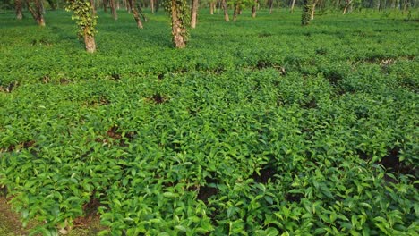 Ariel-or-drone-view-sort-of-tea-garden-Assam