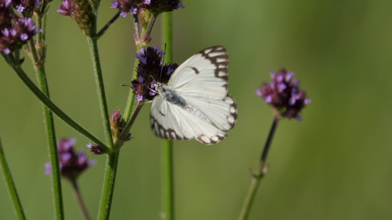 Farfalla bianca che succhia il nettare da fiori viola, macro statica.