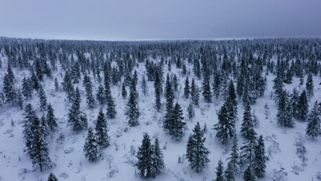 Winter-bikers,-in-middle-of-snowy-trees,-dark,-cloudy-day-in-Lapland---Aerial-view