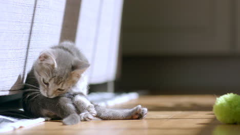 adorable kitten cleaning herself behind the couch in sunshine