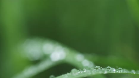moving-back-through-wet-long-blades-of-grass-close-up