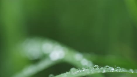 moving back through wet long blades of grass close up