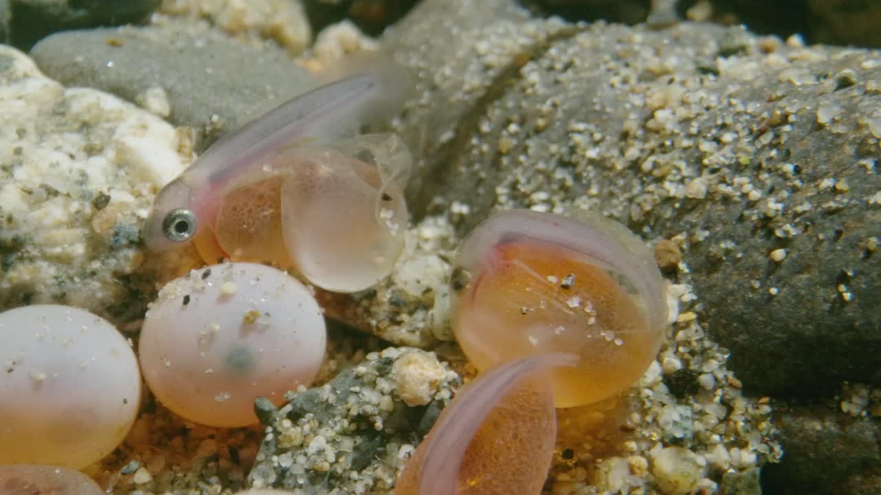 gran grupo de peces blancos de montaña en un lago en columbia británica, canadá