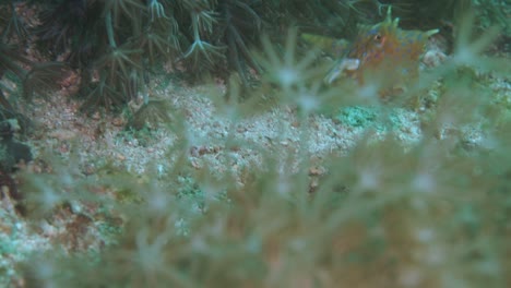 a tiny cow fish is very carful but curious