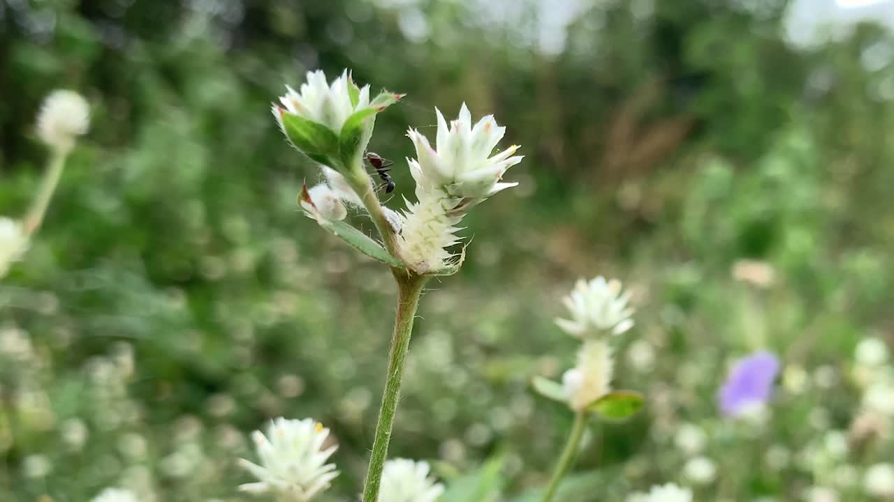 paisaje de primer plano de la flor de aster helada - hermosa atracción turística - primer plano