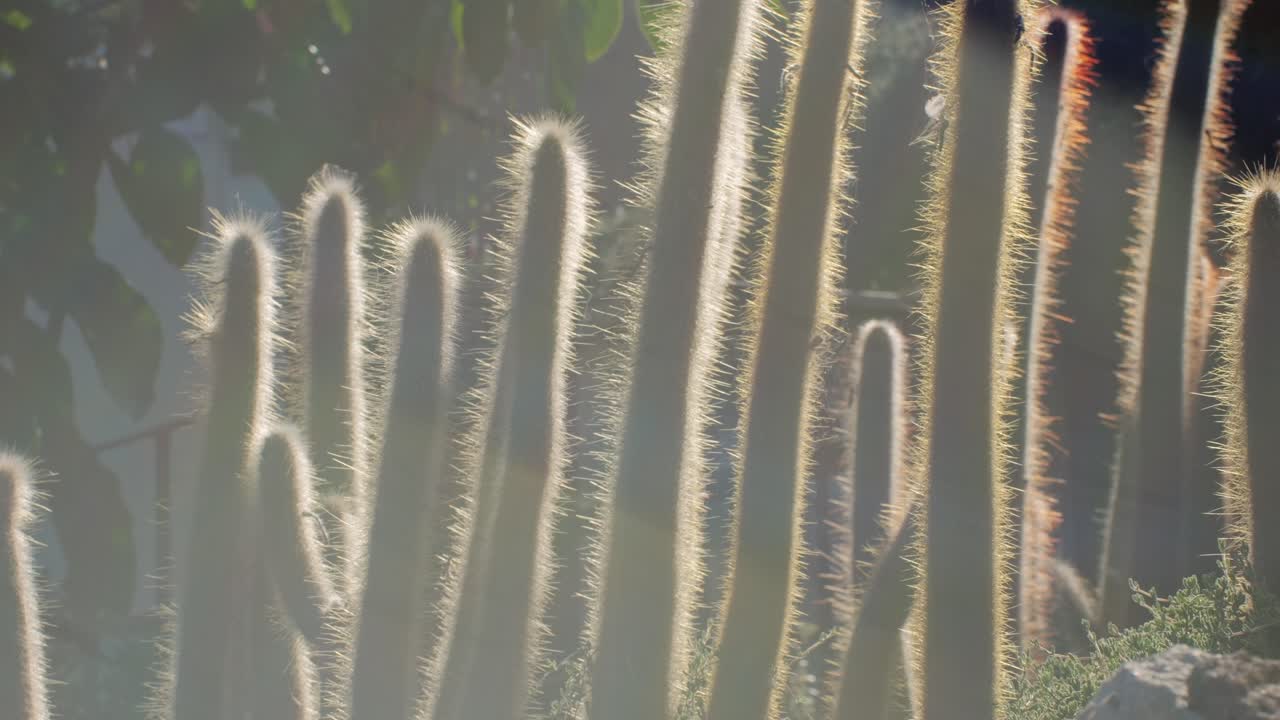 Close up green cactus with yellow spines within a desert environment, city park in Barcelona, Montjuic. African background