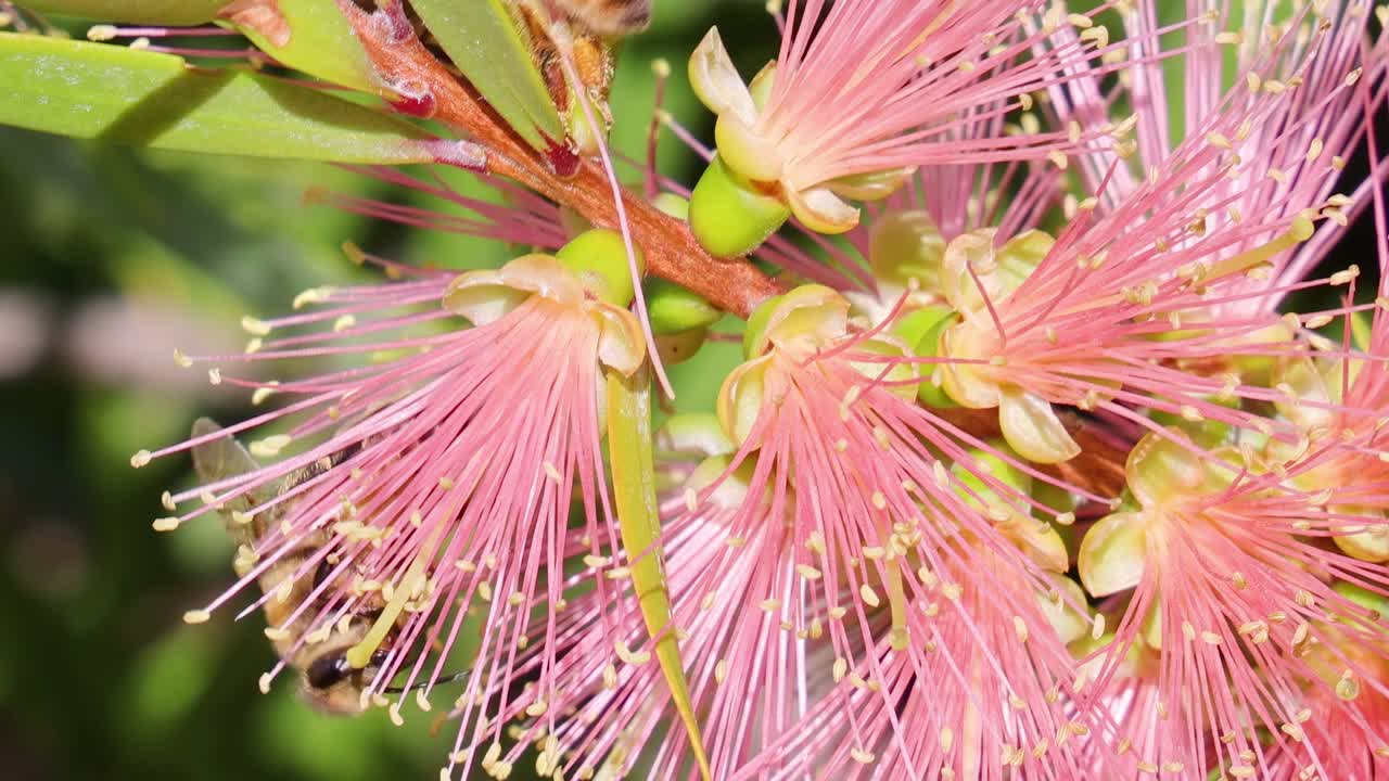 A bee actively collects nectar from vibrant pink bottlebrush flowers, showcasing intricate floral details and natural interaction.