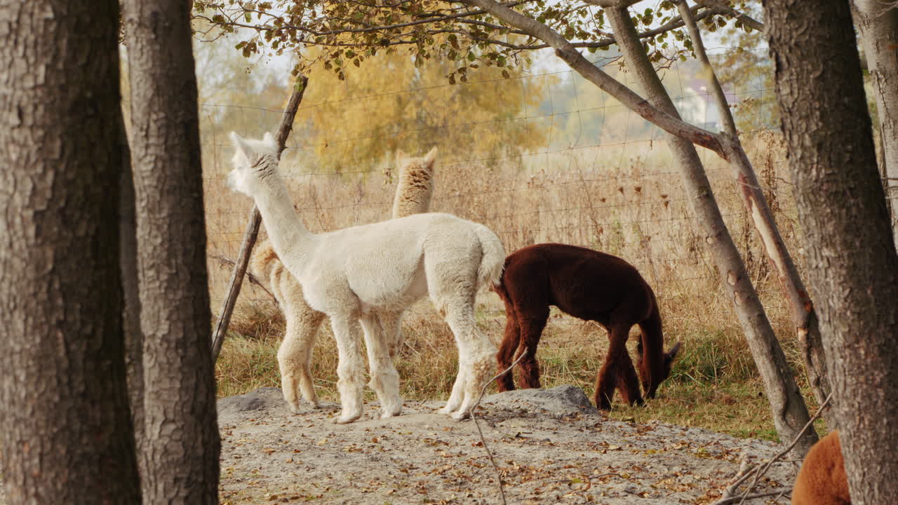 tres alpacas en un pasto