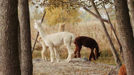 three alpacas in a pasture