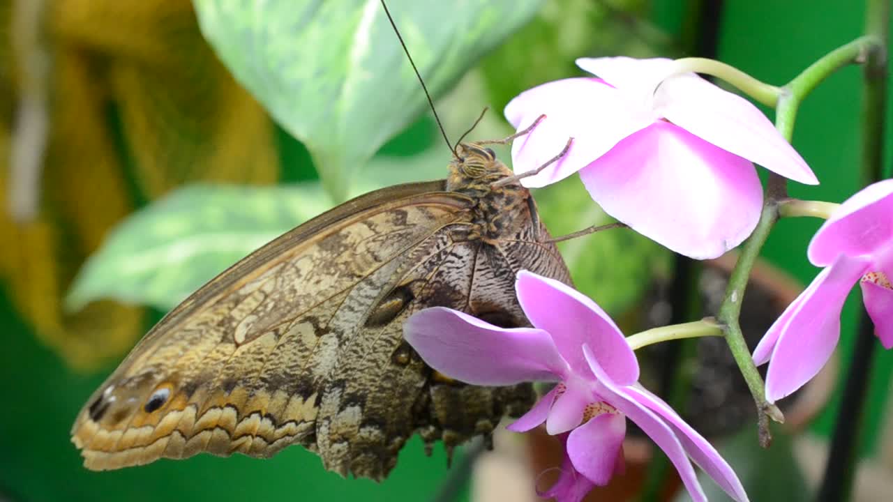 farfalla