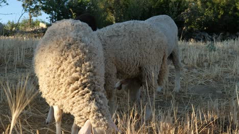 campo de pastoreo de ovejas