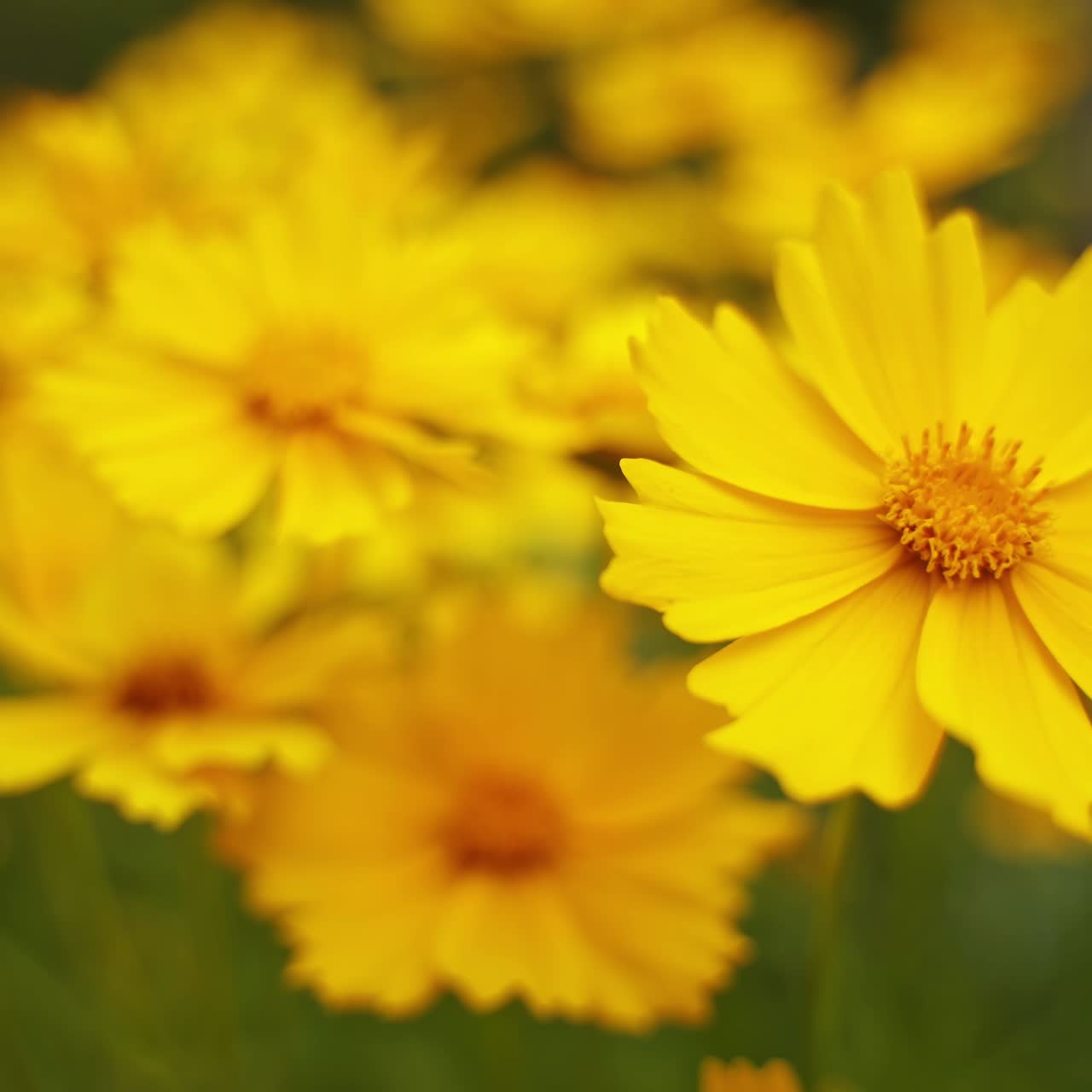 Yellow flowers background. Wild flowers are swaying by wind in summer. Beautiful blooming plants in wildlife. Close-up.