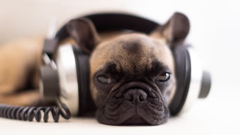 cute pet french bulldog puppy with headphones against a white background