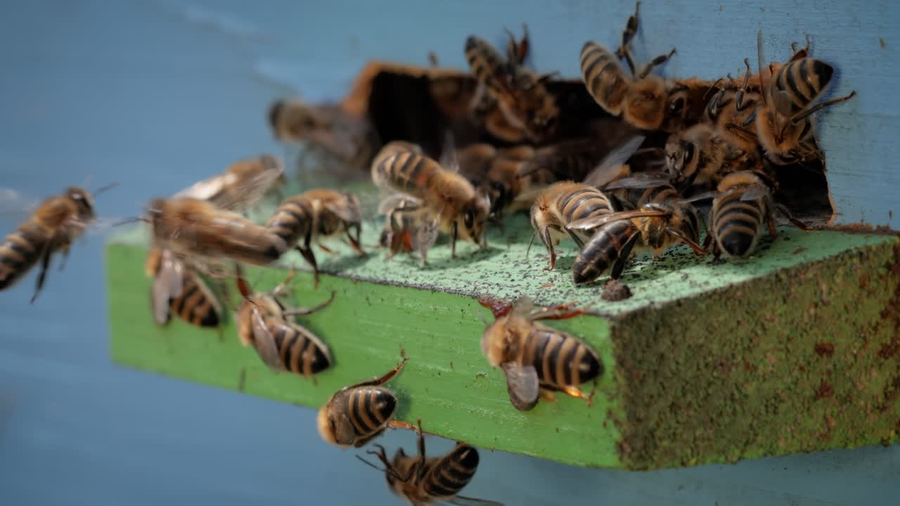 Honey bees fly near a beehive. Bees are best known to humans for their ecological roles as pollinators. Honey bees flying into wooden beehives