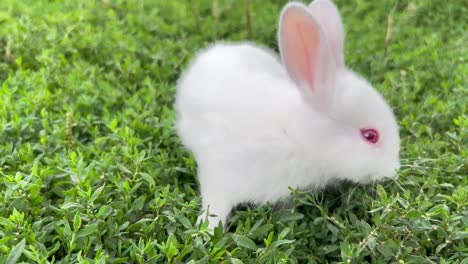 white fluffy little rabbit sitting on green grass, cute bunny. baby white rabbit in spring green grass background
