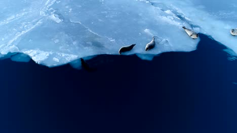 hermosa vista sobre las focas en el hielo blanco en islandia. las focas están al lado del mar azul.