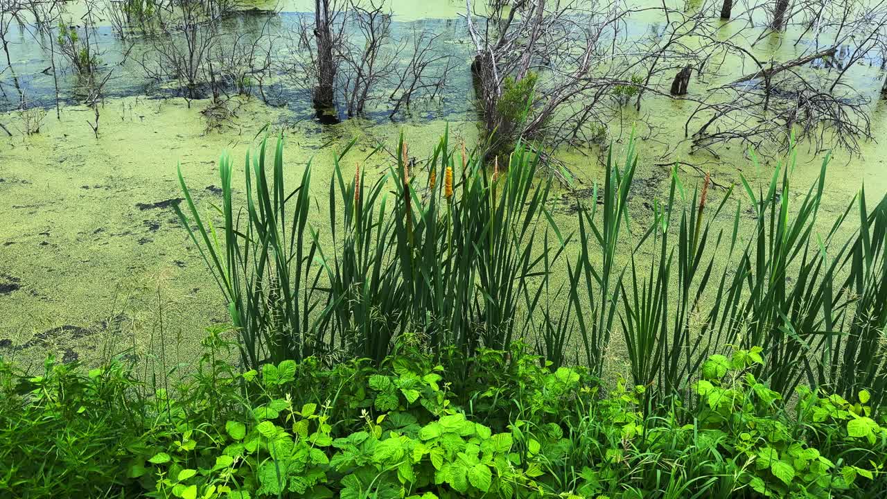 Lush Wetland Landscape Capturing Vibrant Green Vegetation and Still Water Reflecting Natural Harmony in a Serene Ecosystem