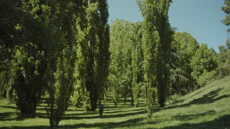 晴天在公園裡的樹木