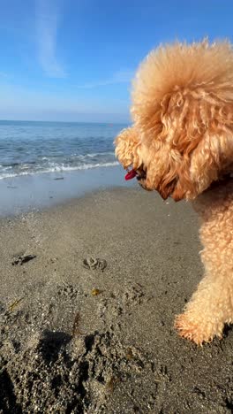 un caniche dorado y esponjoso en la playa.
