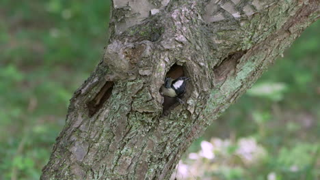 macro of japanese tit inside a tree hollow flying away at saitama, japan