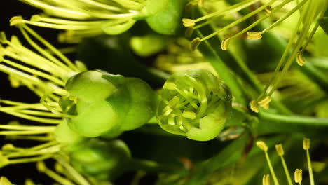 golden penda yellow flower blossom