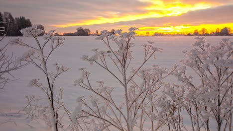delicadas ramas congeladas en el campo cubierto de nieve, calentadas por la luz del sol desde el fondo.