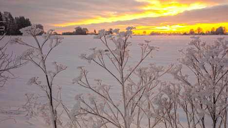 delicate frozen branches in snow covered field, heated by sunlight from background