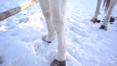 Vista-En-Cámara-Lenta-De-La-Pierna-Blanca-De-Un-Caballo-Parado-En-La-Nieve