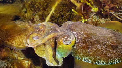 澳大利亞巨型海<unk> (sepia apama) 遷徙 whyalla 南澳大利亞 4k 慢動作,交配,產卵,鬥爭,聚合,水下