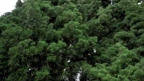 pine trees growing close to each other making this ensemble of thick foliage zoomed out revealing movement caused by a strong wind