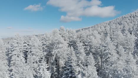 revealing drone shot snow covered dense fir forest winter sunny day tilt down