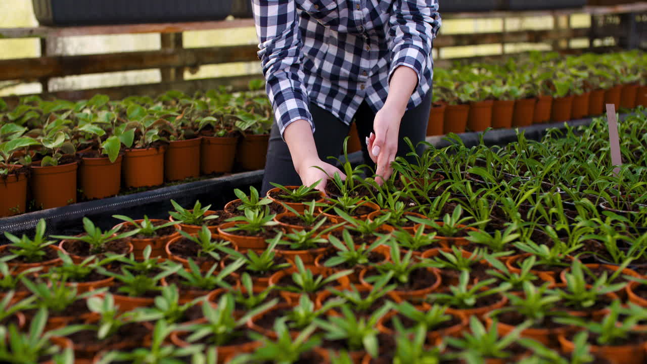 joven botánica examinando una planta en maceta